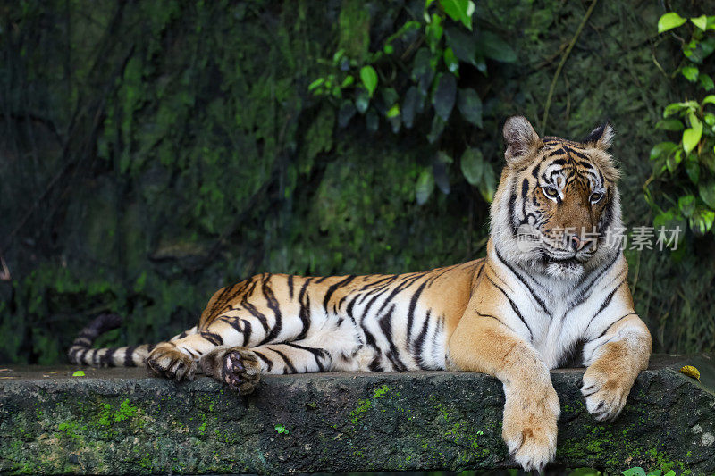 Close up Indochinese tiger is beautiful animal and dangerous in forest